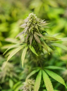 Vilka biverkningar har CBD olja?